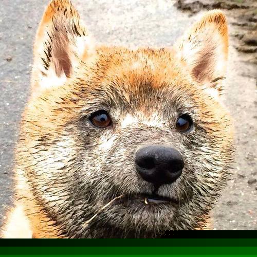 从落选秀到欧冠之巅,范弗利特决赛夜的封神之路