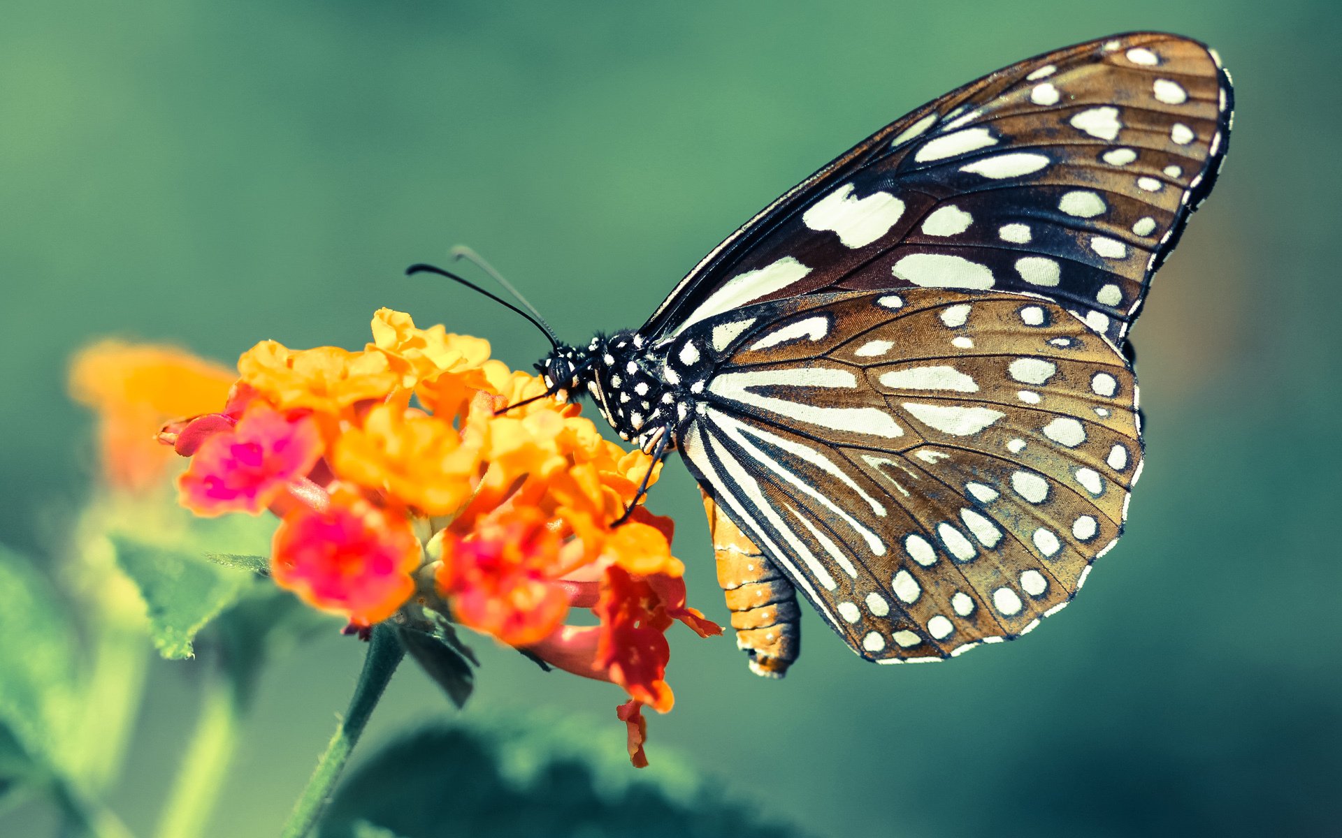 若日尼奥的指挥艺术,雷恩对阵巴西一役,他如何一手掌控比赛走势