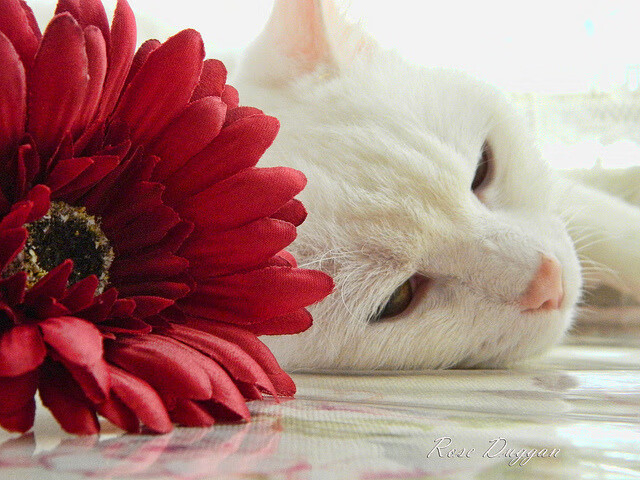 孔德爆发点燃铁血之夜，马德里竞技血拼毕尔巴鄂捍卫主场荣耀